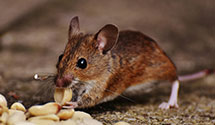 24 Hour & Emergency Exterminators in Hunter, KY